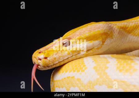 Nahaufnahme einer goldenen gelben Python mit einer Zunge, die auf schwarzem Hintergrund hängt. Baumschlange, Makro Stockfoto