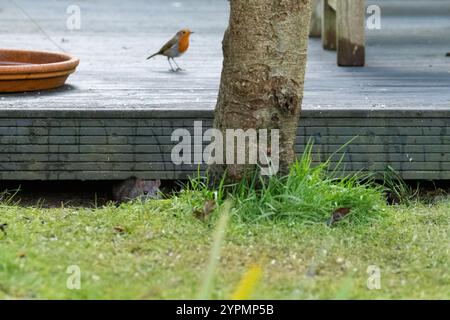 Braune Ratte, die Gartenbeläge als Unterschlupf benutzt, während sie rückwärts und vorwärts schleudert und Vogelfutter isst, das aus dem Vogelfutter in Tree - UK verschüttet wird Stockfoto