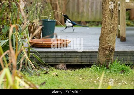 Braune Ratte, die Gartenbeläge als Unterschlupf benutzt, während sie rückwärts und vorwärts schleudert und Vogelfutter isst, das aus dem Vogelfutter in Tree - UK verschüttet wird Stockfoto