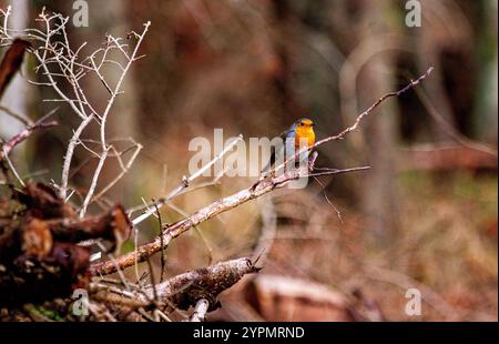 Dundee, Tayside, Schottland, Großbritannien. Dezember 2024. UK Wildlife: Templeton Woods in Dundee hat feuchtes und helles Dezemberwetter, das die natürliche Pracht im Spätherbst unterstreicht. Ein freundlicher Robin Redbreast-Vogel sitzt auf einem Baum in der Nähe und reagiert auf das Zwitschern eines Smartphones und posiert für Fotos. Quelle: Dundee Photographics/Alamy Live News Stockfoto