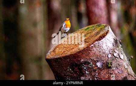 Dundee, Tayside, Schottland, Großbritannien. Dezember 2024. UK Wildlife: Templeton Woods in Dundee hat feuchtes und helles Dezemberwetter, das die natürliche Pracht im Spätherbst unterstreicht. Ein freundlicher Robin Redbreast-Vogel sitzt auf einem Baum in der Nähe und reagiert auf das Zwitschern eines Smartphones und posiert für Fotos. Quelle: Dundee Photographics/Alamy Live News Stockfoto