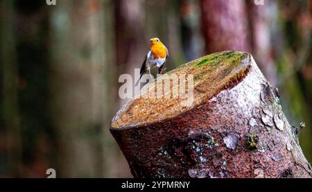 Dundee, Tayside, Schottland, Großbritannien. Dezember 2024. UK Wildlife: Templeton Woods in Dundee hat feuchtes und helles Dezemberwetter, das die natürliche Pracht im Spätherbst unterstreicht. Ein freundlicher Robin Redbreast-Vogel sitzt auf einem Baum in der Nähe und reagiert auf das Zwitschern eines Smartphones und posiert für Fotos. Quelle: Dundee Photographics/Alamy Live News Stockfoto