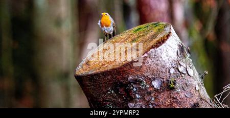 Dundee, Tayside, Schottland, Großbritannien. Dezember 2024. UK Wildlife: Templeton Woods in Dundee hat feuchtes und helles Dezemberwetter, das die natürliche Pracht im Spätherbst unterstreicht. Ein freundlicher Robin Redbreast-Vogel sitzt auf einem Baum in der Nähe und reagiert auf das Zwitschern eines Smartphones und posiert für Fotos. Quelle: Dundee Photographics/Alamy Live News Stockfoto