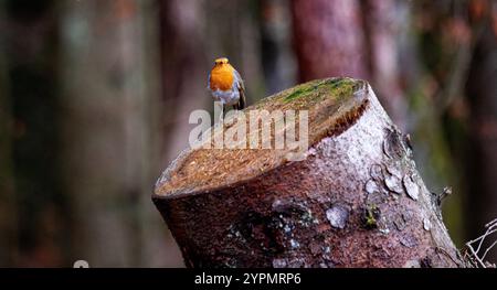 Dundee, Tayside, Schottland, Großbritannien. Dezember 2024. UK Wildlife: Templeton Woods in Dundee hat feuchtes und helles Dezemberwetter, das die natürliche Pracht im Spätherbst unterstreicht. Ein freundlicher Robin Redbreast-Vogel sitzt auf einem Baum in der Nähe und reagiert auf das Zwitschern eines Smartphones und posiert für Fotos. Quelle: Dundee Photographics/Alamy Live News Stockfoto