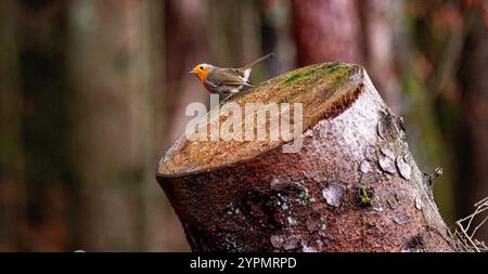 Dundee, Tayside, Schottland, Großbritannien. Dezember 2024. UK Wildlife: Templeton Woods in Dundee hat feuchtes und helles Dezemberwetter, das die natürliche Pracht im Spätherbst unterstreicht. Ein freundlicher Robin Redbreast-Vogel sitzt auf einem Baum in der Nähe und reagiert auf das Zwitschern eines Smartphones und posiert für Fotos. Quelle: Dundee Photographics/Alamy Live News Stockfoto