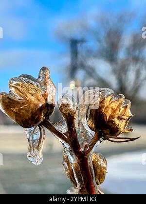 Gefrorene Blume nach Eissturm Stockfoto