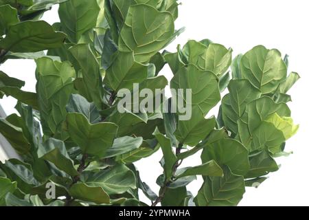 Feigenbaum oder Ficus Lyrata. Grüne Blätter des Busches der Hauspflanze Stockfoto