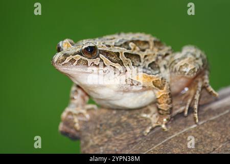 Spitzschnauzenfrosch mit dem wissenschaftlichen Namen (Discoglossus galganoi). Es handelt sich um eine Froschart aus der Familie der Discoglossidae. Ein Frosch auf einem R Stockfoto