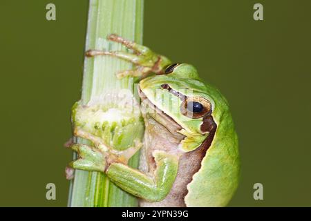 Europäischer Baumfrosch (Hyla arborea), auch bekannt als Baumfrosch. Kann an feuchten und bewölkten Tagen gesehen werden Stockfoto