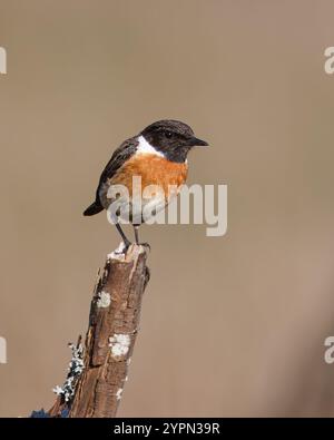 Stonechat mit dem gebräuchlichen Namen (Saxicola rubicola). Ein Vogel mit schwarzem Kopf und rotem Rücken, der auf einem Stock sitzt. Stockfoto