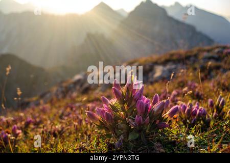 Sonnenlicht bei Sonnenaufgang. Gentiana germanica Pflanze (Gentiana rhaetica). Karwendelgebirge. Nördliche Kalkalpen. Tirol, Österreich. Europa. Stockfoto