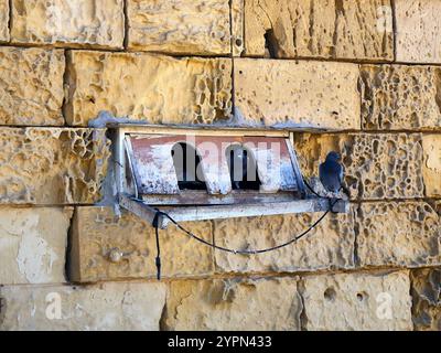 Tauben in einem Vogelhaus in der Altstadt von Valletta Stockfoto