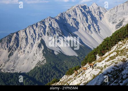 Gämse auf Felsen. Blick auf die Lattenspitze, Pfeiserberge im Hintergrund. Karwendelgebirge. Nördliche Kalkalpen. Tirol, Österreich. Europa. Stockfoto