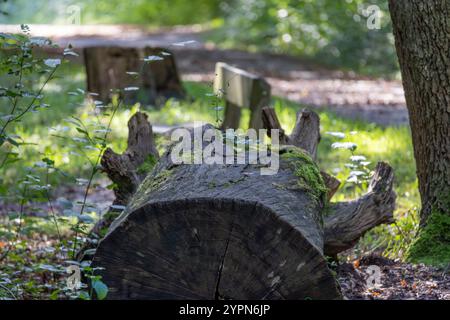 Ein großer Baumstamm sitzt auf dem Boden in einem Wald. Der Baumstamm ist von Moos umgeben Stockfoto