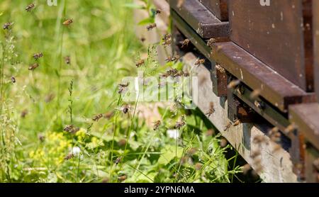 Bienenstöcke in einem Bienenhaus mit Bienen, die zu den Landebrettern fliegen Stockfoto