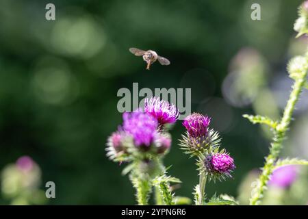 Eine Biene sitzt auf einer lila Blume Stockfoto