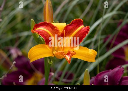 Gelbe und rote Taglilie auf grünem Gras. Stockfoto