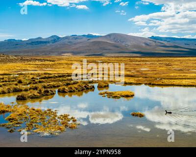 Atemberaubende Landschaft im Salinas Y Aguada Blanca National Reserve mit Wildenten schwimmen in einem natürlichen Teich, Arequipa Region, Peru Stockfoto