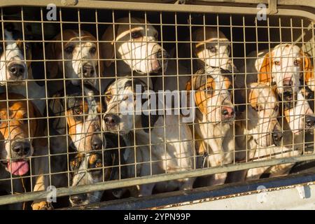 Jagdhunde in Käfigen auf der Rückseite eines modifizierten Pickup-Trucks Stockfoto