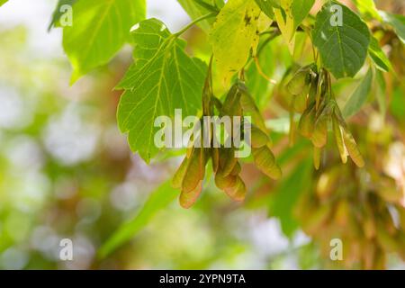 Acer Negundo im Herbst. Samenkapseln von Kastenältesten (Acer negundo) im Herbst. Box Elder (Acer Negundo) Seeds, Nahaufnahme Stockfoto