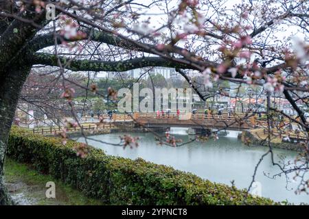 Kirschblütenäste aus der Nähe, Menschen mit Sonnenschirmen auf der Himeji-Eingangsbrücke, regnerischer Frühlingstag in Japan Stockfoto