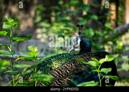 Blauer Pfau in entspannter Pose Stockfoto
