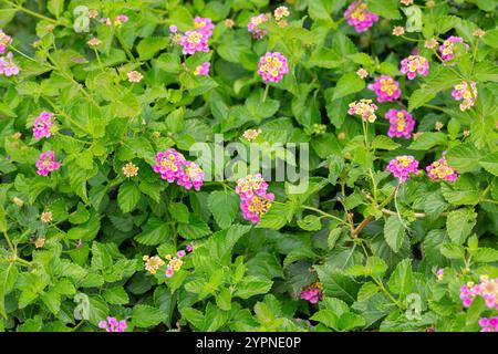 Rosa Lantana Blumen sind Arten von Verbena, auch bekannt als West-indische lantana, Gelber Salbei, spanische Flagge, Umbelanterna, es ist botanischen Namen ist Lantan Stockfoto