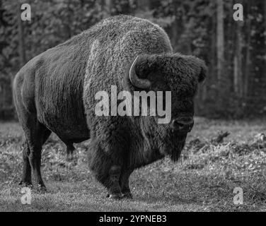 Der amerikanische Bison-Stier aus Holz. Amerikanische Bisons oder Büffel. Großer Mann von Bison in wilden Tieren. Wildtierkonzept. Niemand. Foto in Schwarzweiß Stockfoto