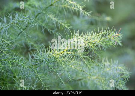 Cryptomeria japonica, auch bekannt als japanische Zederne oder sugi. Grüne dünne Zweige, selektiver Fokus. Stockfoto