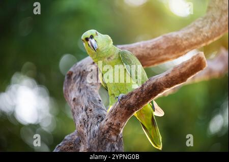 Lebendiger grüner Papagei steht auf einem robusten Holzzweig und genießt warmes Sonnenlicht in üppiger Umgebung. Stockfoto