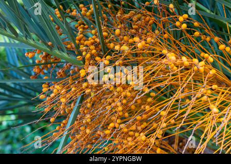 Goldgelbe Datteln reifen auf einer Dattelpalme im Nachmittagslicht Stockfoto