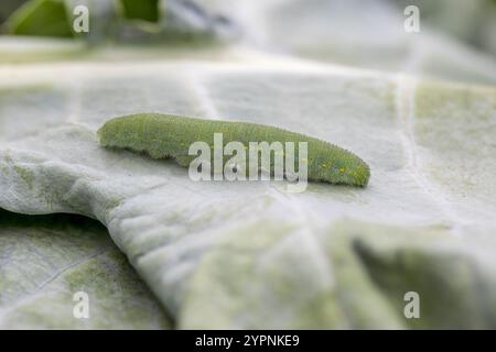 Kleine weiße Schmetterlingsraupe; Pieris rapae; Großbritannien Stockfoto