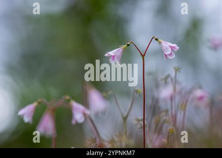 Twinflower; Linnaea borealis; Schottland; Vereinigtes Königreich Stockfoto