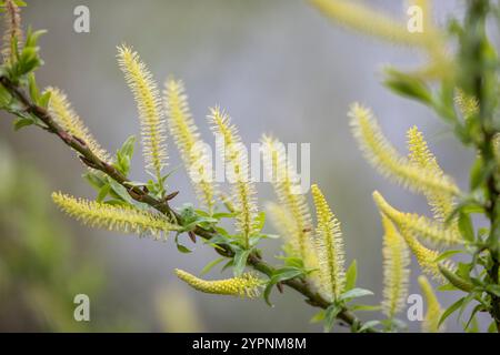 Weiße Weide; Salix alba; männliche Catkins; UK Stockfoto