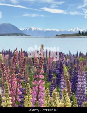 Lupinen am Lake Tekapo mit Mount Cook in der Ferne Stockfoto