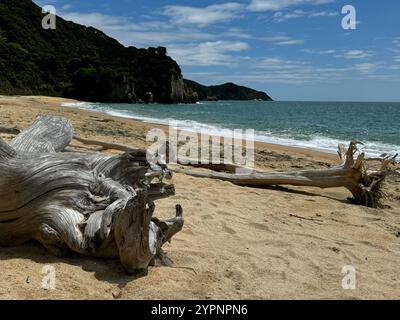 Treiben Sie Wald am Strand von Anapai Bay, Abel Tasman Stockfoto