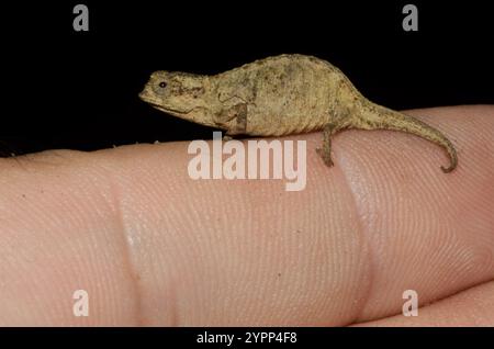 Mount d'Ambre Leaf Chamäleon (Brookesia tuberculata) Stockfoto