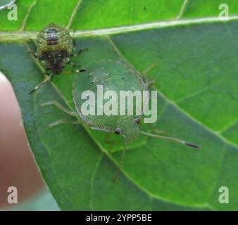 Grüne Kartoffeln Bug (Cuspicona Simplex) Stockfoto