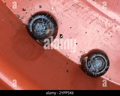Erdbeerschnecke (Trochulus striolatus) Stockfoto