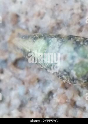 Variable Duskyface Fly (Melanostoma mellinum) Stockfoto