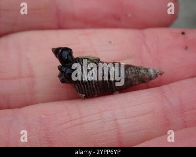 Japanisches falsches Cerith (Batillaria attramentaria) Stockfoto