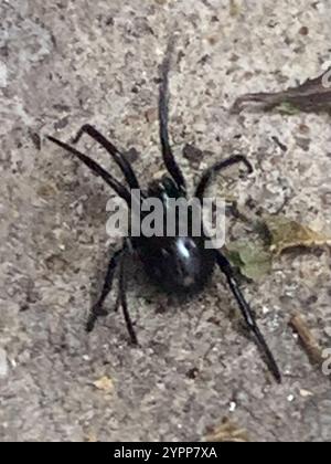Mediterrane falsche schwarze Witwe (Steatoda paykulliana) Stockfoto
