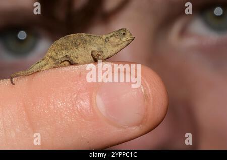 Mount d'Ambre Leaf Chamäleon (Brookesia tuberculata) Stockfoto