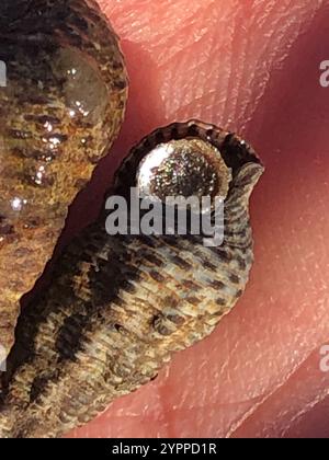 Japanisches falsches Cerith (Batillaria attramentaria) Stockfoto