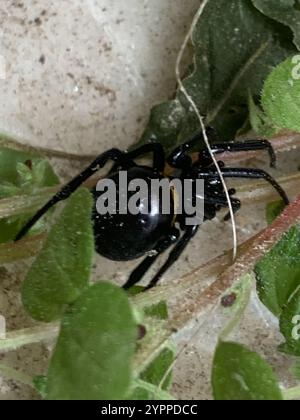 Mediterrane falsche schwarze Witwe (Steatoda paykulliana) Stockfoto