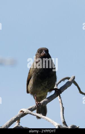 Grassquit mit schwarzem Gesicht (Melanospiza bicolor) Stockfoto