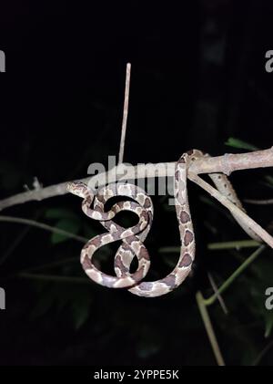 Mittelamerikanische Baumschlange (Imantodes gemmistratus) Stockfoto