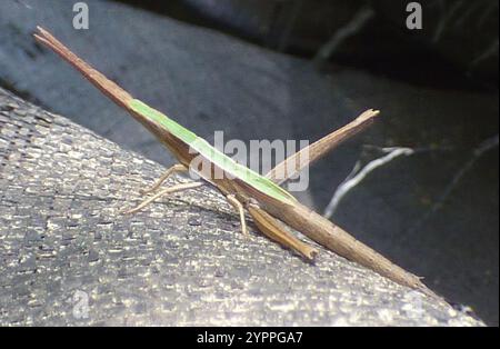 Langhaarige Zahnstocher Grasshopper (Achurum carinatum) Stockfoto