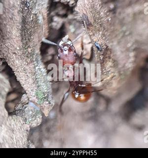 Tennessee Halsbandantente (Aphaenogaster tennesseensis) Stockfoto