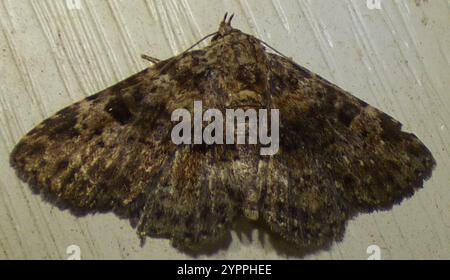 Pilzmotten (Metalectra discalis) Stockfoto